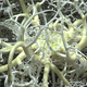 A gorgonocephalid basket stars, a relative of the brittle star.
